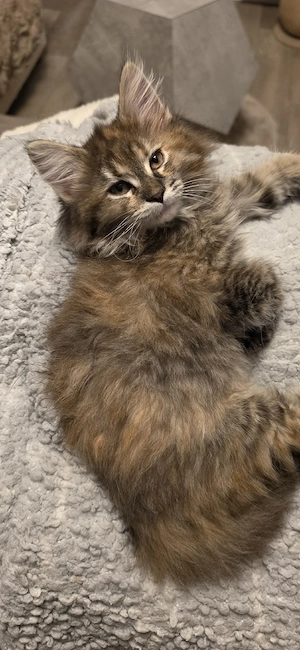 Süße Maine Coon Maus 