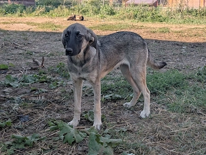Viola sucht ein liebevolles Zuhause für immer