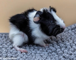 Rosettenmeerschweinchen aus liebevoller Hobbyzucht in Lübeck
