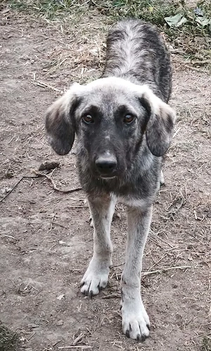 Valentin - ein ganz besonderer Hund