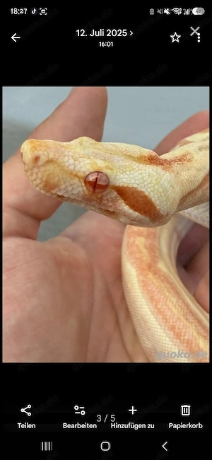 Boa Constrictor Imperator