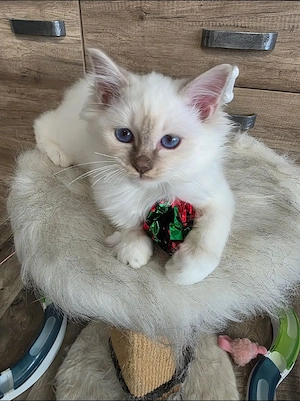 Heilige Birma Kater (18 Wochen)