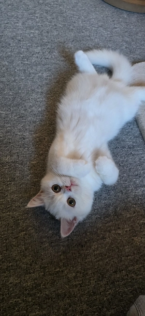 Exotic Shorthair Kitten