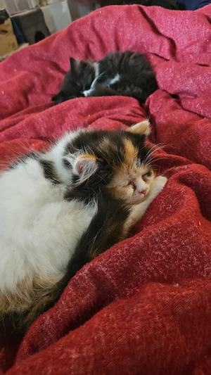Süße kitte zu verkaufen 