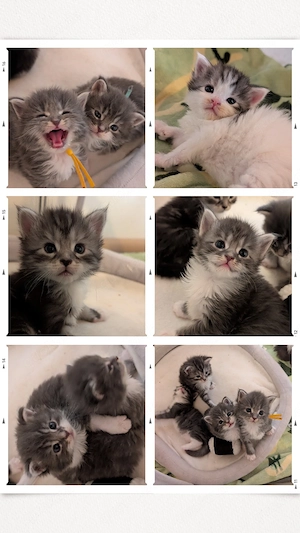 MaineCoon Kitten suchen Interessenten 