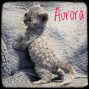 Unsere süßen Selkirk Rex Baby's sind da 