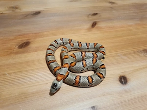 1,1 Lampropeltis leonis 