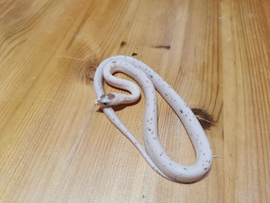 1.0 Palmetto Kornnatter, Pantherophis guttatus 
