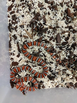 0.2 Lampropeltis knoblochi 