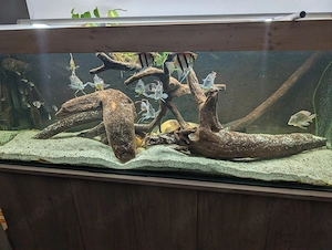 Aquarium 180x60x60