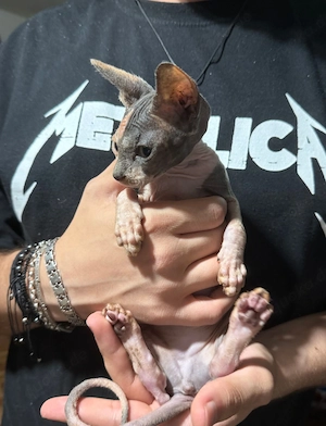 Sphynx Katzen