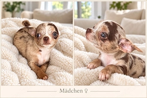 Zuckersüße Chihuahua Welpen suchen ihr Zuhause   