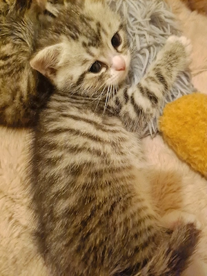 Bezauberndes Perser Mix Kitten 