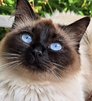 Heilige Birma Katze
