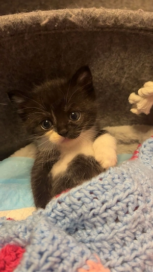     Liebevoller schwarzer Kater sucht ein Zuhause   