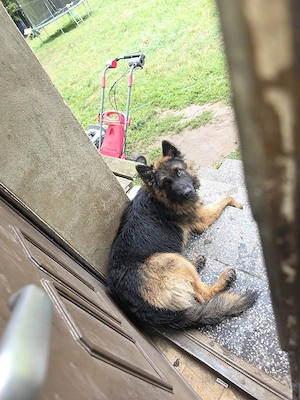 Altdeutscher Schäferhund