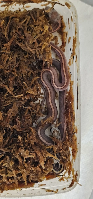 Kornnatter NZ26 Ultramel, Toffee, Anery, het LavaTessera 