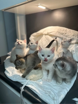 bkh kitten