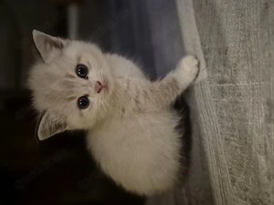 6 wunderschöne BKH-Mix Kitten   Glückskatzen