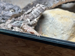0.0.1 Varanus Acanthurus Nz 25