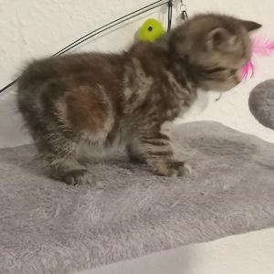 BKH Kitten (3 Jungen sind noch frei)