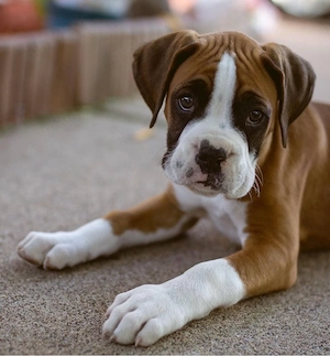 Boxer sucht zuhause 