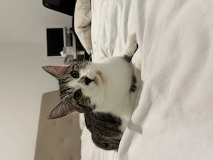 Kuschel Kater sucht ein neues Zuhause 