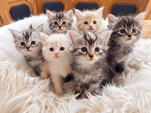 Reinrassiges Maine Coon Kitten suchen liebevolles zu Hause auf Lebenszeit 