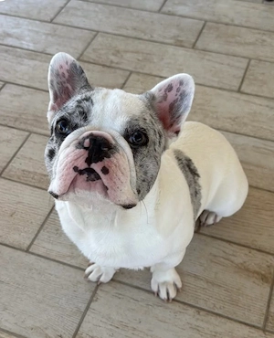 Französische Bulldogge 