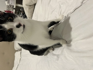 Süßer Kater sucht ein neues Zuhause 