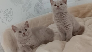 BKH-Kitten 