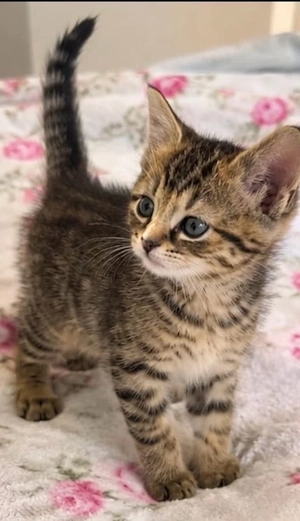 Britischkurzaar Kitten 