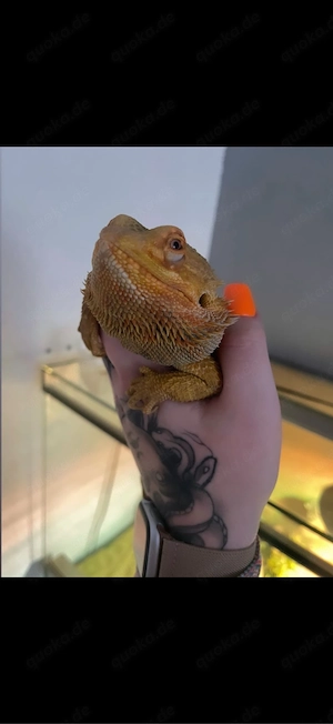 Bartagame männchen 