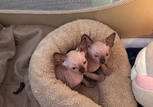 Sphynx Kitten - blauäugig - Eltern mit Stammbaum
