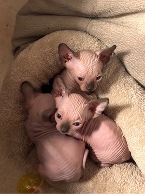 Sphynx Kitten - blauäugig - Eltern mit Stammbaum