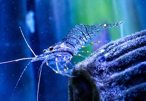 garnele Palaemon elegans Meerwasser Aquarium Felsengarnelen 5-6cm