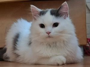 Maine Coon- BLH  Blue-White Junge