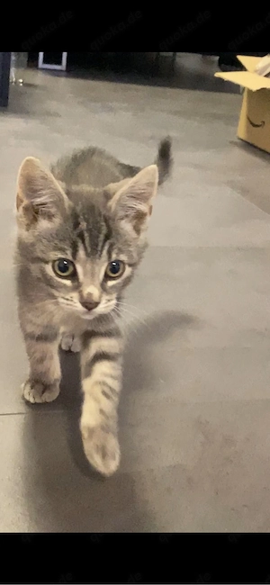 Kleines Kitten Mädchen abzugeben 