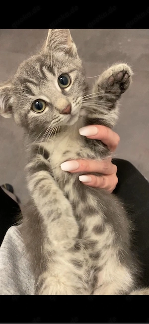 Kleiner Kater sucht neues Zuhause 