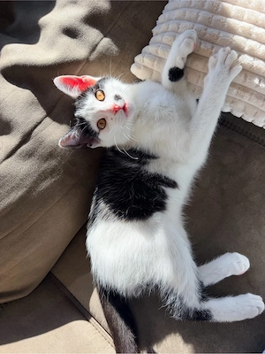   wunderschönes katzen mädchen abzugeben   
