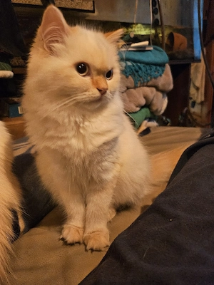 2 Perserkatzen gechipt, geimpft  zusammen 530  