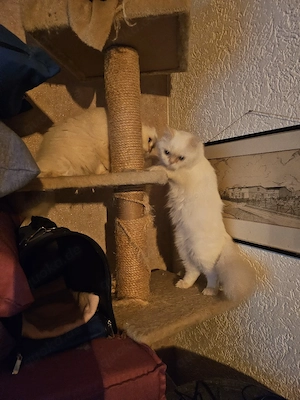 2 Perserkatzen gechipt, geimpft  zusammen 530  