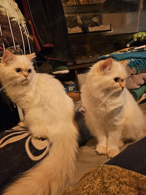 2 Perserkatzen gechipt, geimpft