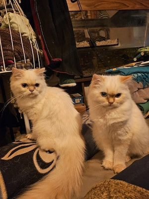 2 Perserkatzen gechipt, geimpft