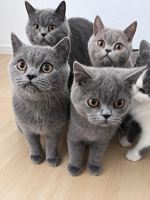 BKH-Kitten sofort abgabebereit