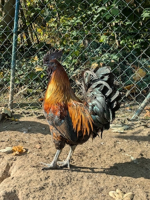 Ga H Mong bunt