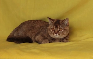 Britisch-Kurzhaar-Katzen suchen ein liebevolles Zuhause