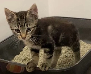 Kleine Katze abzugeben 12 wochen alt 