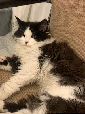 lang haar baby katze 