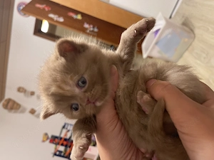 BKH Kitten chocolate cinammon Tortie geimpft 
